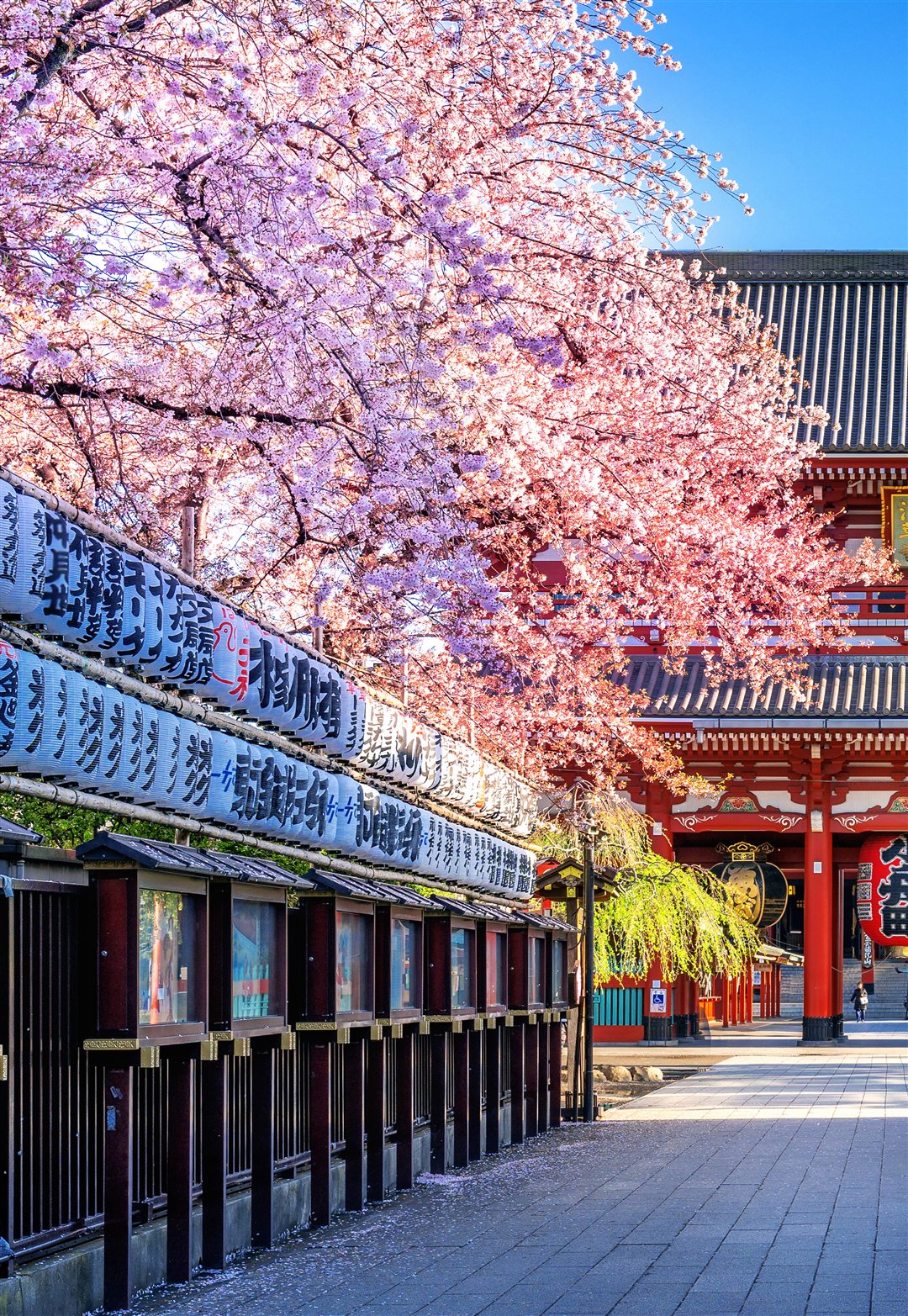 Camino de piedra hacia el templo Sensō-ji entre linternas y cerezos